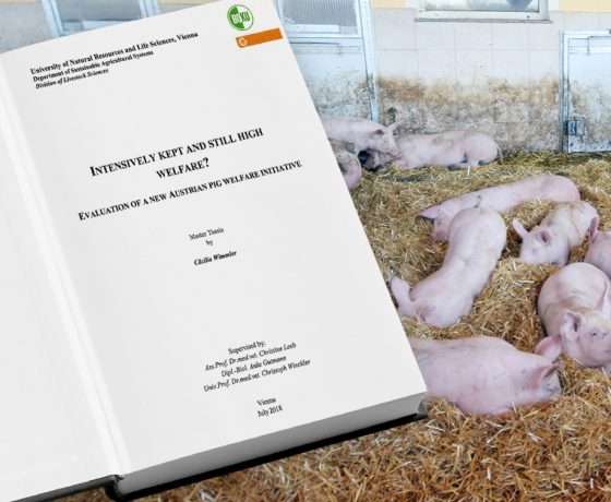 Uni beweist besseres Tierwohl bei Hütthalers Hofkultur
