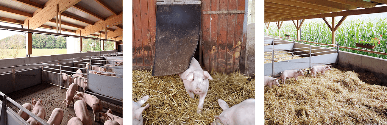 Hofkultur Tierwohl-Stall - Auslauf an die frische Luft